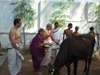 Ramanda Saraswati Aradhanai Go Pooja 2